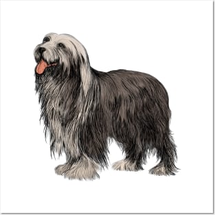 Cute Bearded Collie Posters and Art